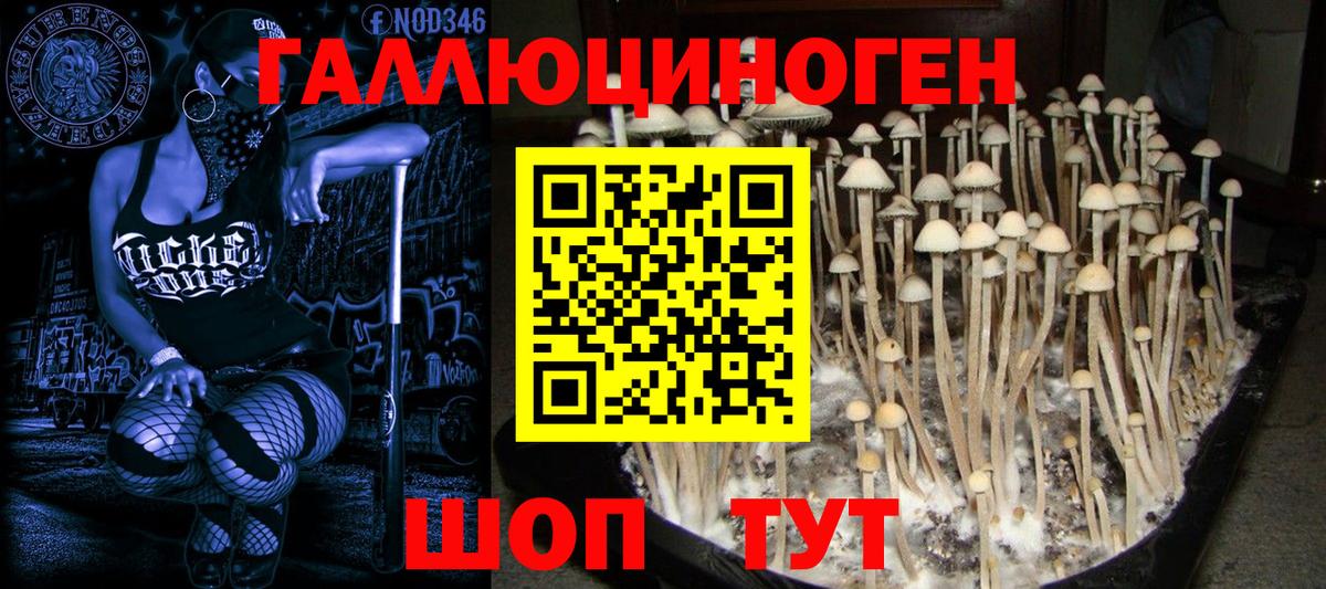 Псилоцибиновые грибы Psilocybine cubensis Бирск